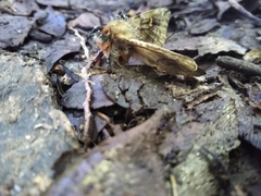 Ormiscodes amphimone