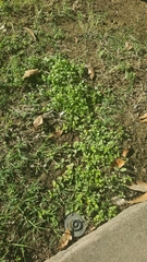 Calyptocarpus vialis