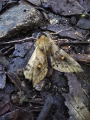 Ormiscodes amphimone