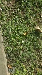 Calyptocarpus vialis