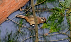 Pterorhinus sannio