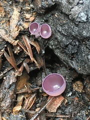 Geoscypha violacea