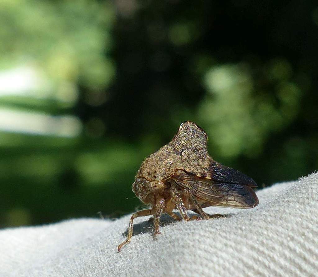 Telamona spreta