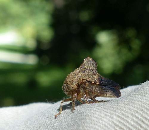 Telamona spreta