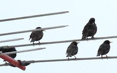 Sturnus vulgaris