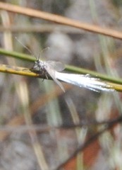 Callipappus