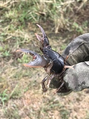 Creaserinus hedgpethi