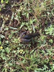 Creaserinus hedgpethi