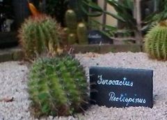Ferocactus emoryi rectispinus