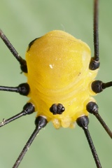 Abaetetuba