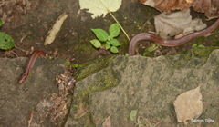 Oreocryptophis porphyraceus vaillanti