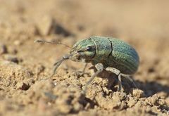 Pantomorus viridisquamosus