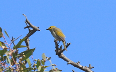 Ptilotula penicillata