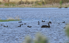Cygnus atratus