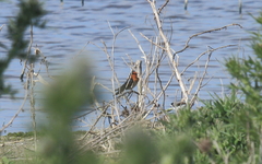 Hirundo neoxena