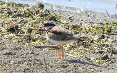 Elseyornis melanops