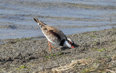 Elseyornis melanops