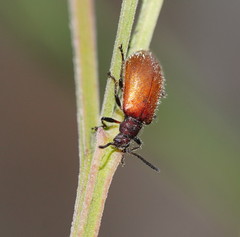 Metriolagria affinis