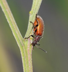 Metriolagria affinis