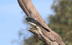 Rhipidura leucophrys