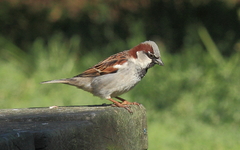 Passer domesticus