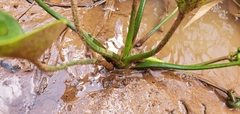 Limnocharis