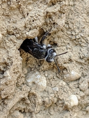 Andrena agilissima