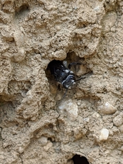 Andrena agilissima