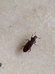 Bothrideres geminatus