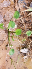 Limnocharis