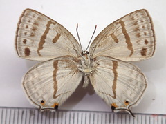 Antigius attilia