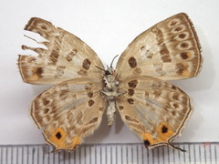 Antigius butleri