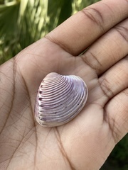 Hysteroconcha dione