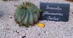 Ferocactus glaucescens