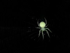 Araneus uniformis
