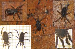 Anelasmocephalus cambridgei