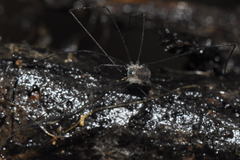 Mitostoma chrysomelas