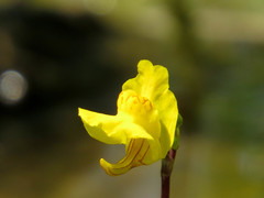 Utricularia