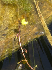 Utricularia