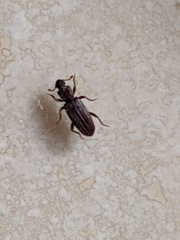 Bothrideres geminatus