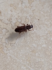 Bothrideres geminatus