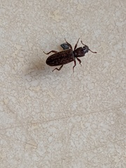 Bothrideres geminatus