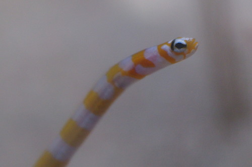 Gorgasia preclara