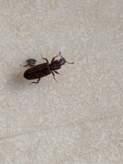 Bothrideres geminatus