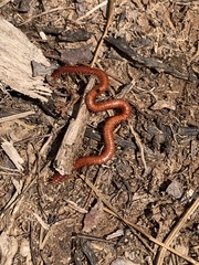 Strigamia bothriopus