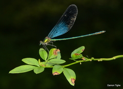Matrona basilaris