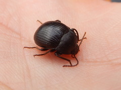 Accanthopus velikensis