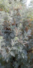 Artemisia arborescens