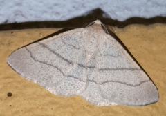 Adactylotis gesticularia