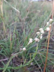 Baccharis trimera